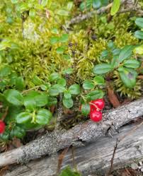 Attēlu rezultāti vaicājumam “Vaccinium vitis-idaea fruit”