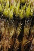 Attēlu rezultāti vaicājumam “Dicranum undulatum”