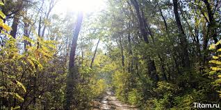 Image result for лес,