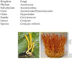 Attēlu rezultāti vaicājumam “Cordyceps militaris”