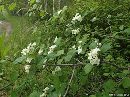 Attēlu rezultāti vaicājumam “Crataegus macracantha flower”