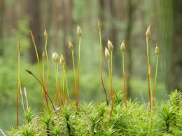 Attēlu rezultāti vaicājumam “Polytrichum commune sporophyte”