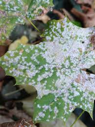 Attēlu rezultāti vaicājumam “Sawadaea tulasnei”