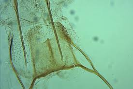 Attēlu rezultāti vaicājumam “Eupithecia linariata”