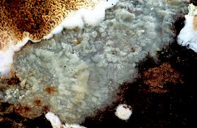 Attēlu rezultāti vaicājumam “Phlebiopsis gigantea”