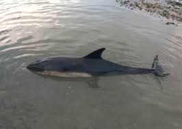 Image result for Chichester Sharks