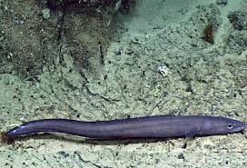 Image result for Conger conger