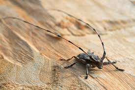 Attēlu rezultāti vaicājumam “Acanthocinus aedilis”