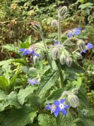 Attēlu rezultāti vaicājumam “Borago officinalis flower”