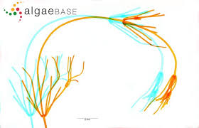 Attēlu rezultāti vaicājumam “Nitella flexilis”