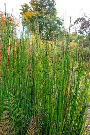 Attēlu rezultāti vaicājumam “Equisetum hyemale”