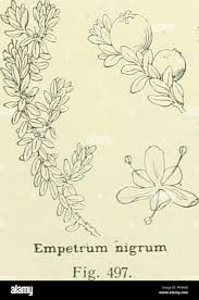 Attēlu rezultāti vaicājumam “Empetraceae”