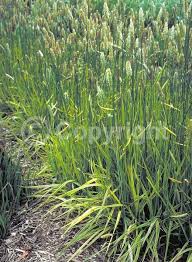 Attēlu rezultāti vaicājumam “Alopecurus pratensis”