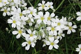 Image result for Gypsophila elegans