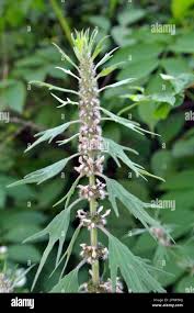 Attēlu rezultāti vaicājumam “Leonurus quinquelobatus”