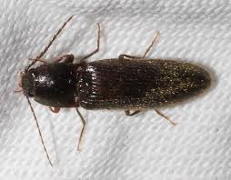 Attēlu rezultāti vaicājumam “Hemicrepidius sp.”