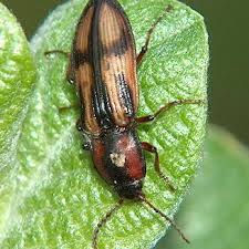 Attēlu rezultāti vaicājumam “Selatosomus cruciatus”