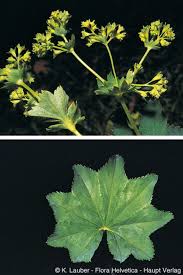 Attēlu rezultāti vaicājumam “Alchemilla vulgaris aggr.”