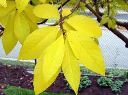 Attēlu rezultāti vaicājumam “Chionanthus virginicus leaf”