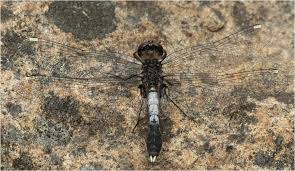 Attēlu rezultāti vaicājumam “Leucorrhinia caudalis male”