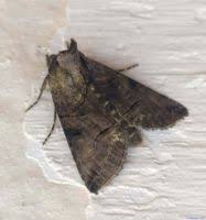 Attēlu rezultāti vaicājumam “Abrostola tripartita”