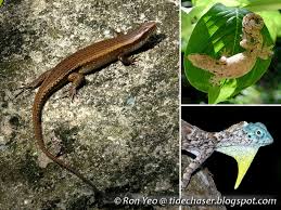 Attēlu rezultāti vaicājumam “Reptilia”