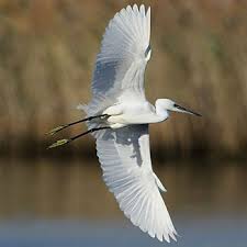 Image result for Egretta garzetta