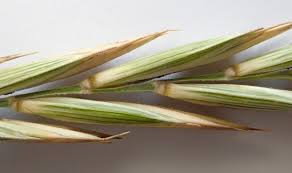 Attēlu rezultāti vaicājumam “Elytrigia repens flower”