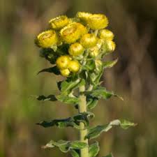 Image result for Helichrysum foetidum