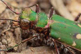 Attēlu rezultāti vaicājumam “Cicindela campestris imago”