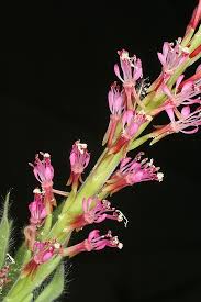 Attēlu rezultāti vaicājumam “Oenothera rubricauli flower”
