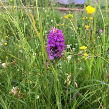 Attēlu rezultāti vaicājumam “Dactylorhiza majalis subsp. baltica”