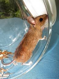 Attēlu rezultāti vaicājumam “Apodemus flavicollis”