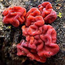 Attēlu rezultāti vaicājumam “Peniophora rufa”