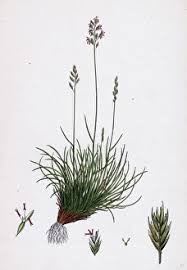 Attēlu rezultāti vaicājumam “Festuca ovina flower”