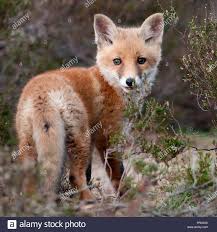 Attēlu rezultāti vaicājumam “Vulpes vulpes  juvenile”