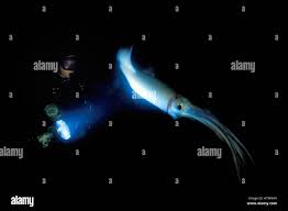 Image result for Dosidicus gigas