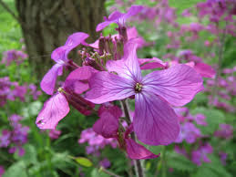 Attēlu rezultāti vaicājumam “Lunaria annua flower”