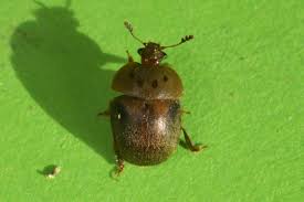 Attēlu rezultāti vaicājumam “Cychramus variegatus”