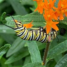 Image result for monarch caterpillar