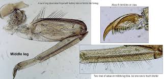 Attēlu rezultāti vaicājumam “Lycogala convexum macro”