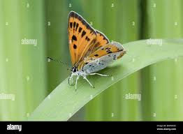 Attēlu rezultāti vaicājumam “Lycaena dispar female”