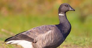 Attēlu rezultāti vaicājumam “Branta bernicla adult”