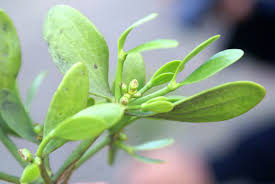 Attēlu rezultāti vaicājumam “Viscum album leaf”