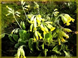 Image result for Himmelschlüssel