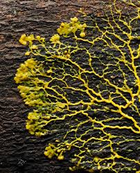 Attēlu rezultāti vaicājumam “Physarum pezizoideum spores”