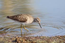 Attēlu rezultāti vaicājumam “Tringa glareola adult”