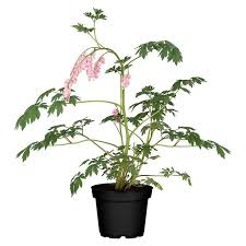 Image result for tränendes Herz