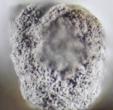 Attēlu rezultāti vaicājumam “Didymium squamulosum”