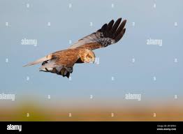 Attēlu rezultāti vaicājumam “Circus aeruginosus adult”